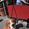 You & Your Dog May Soon Get To <em>Legally</em> Enjoy Al Fresco Dining In NYC